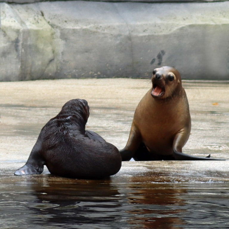 Patagonian Sea Lion