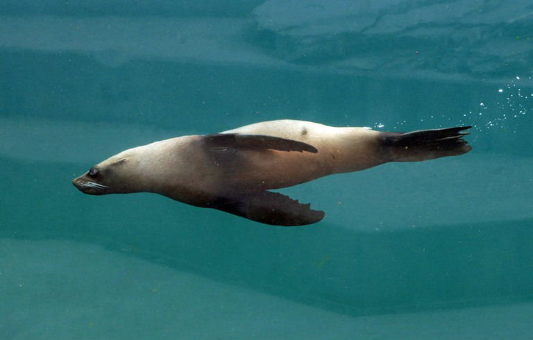 Patagonian Sea Lion