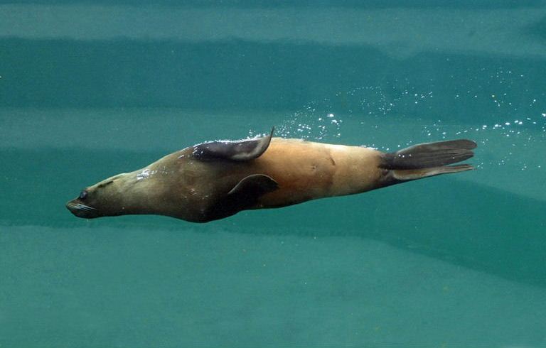 Patagonian Sea Lion