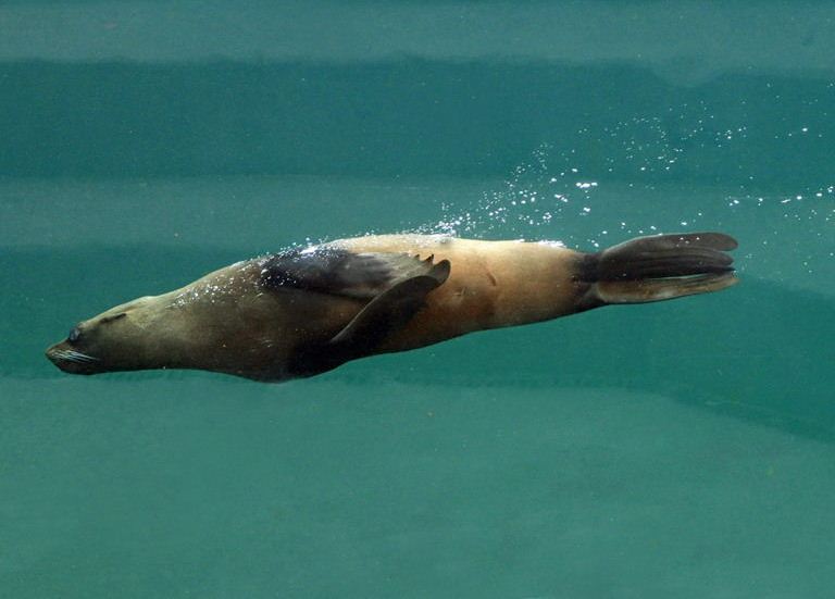 Patagonian Sea Lion
