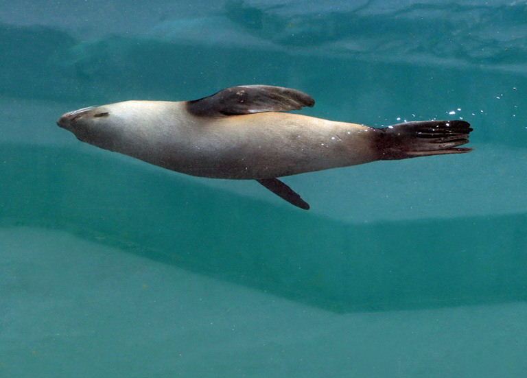 Patagonian Sea Lion