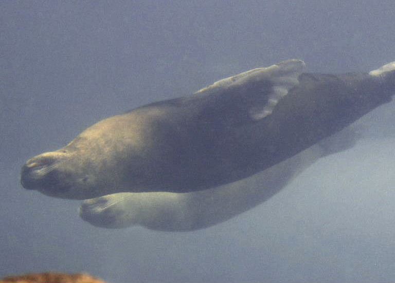 Patagonian Sea Lion