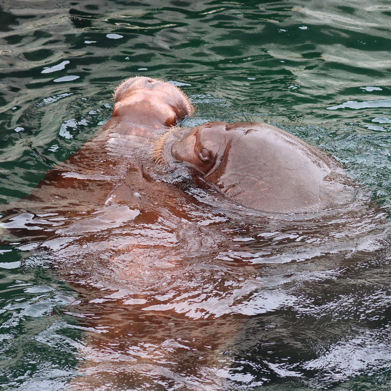 Walrus