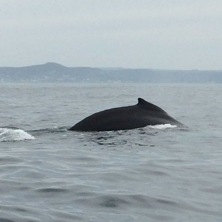 Humpback whale
