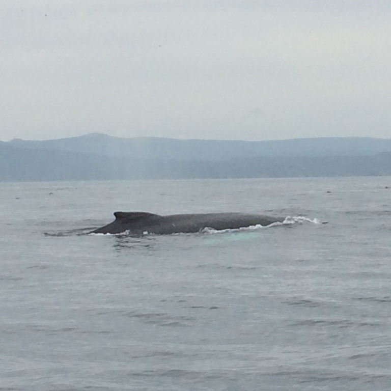 Humpback whale