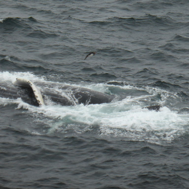 Humpback whale