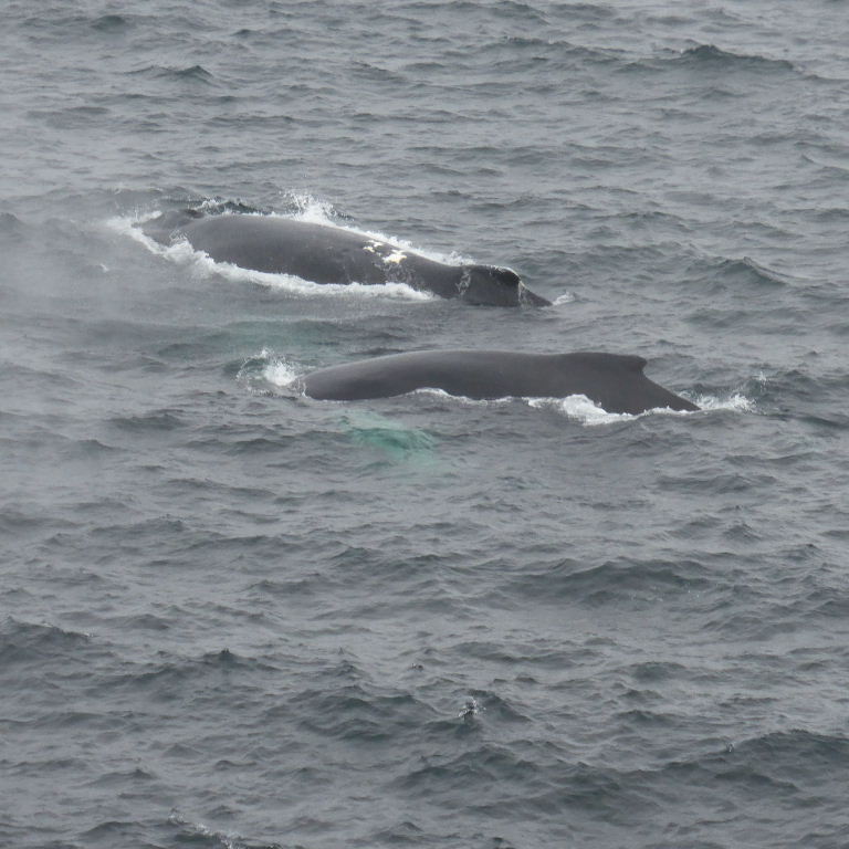 Humpback whales pair