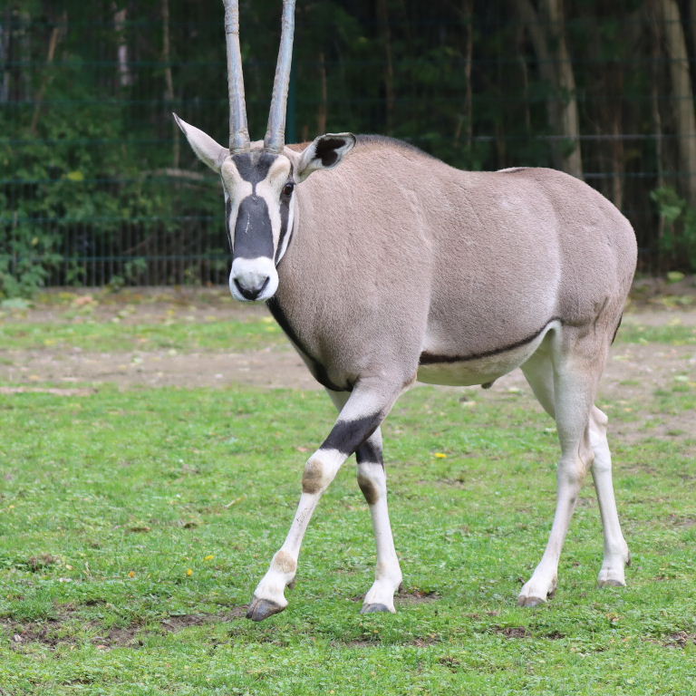 Beisa Oryx