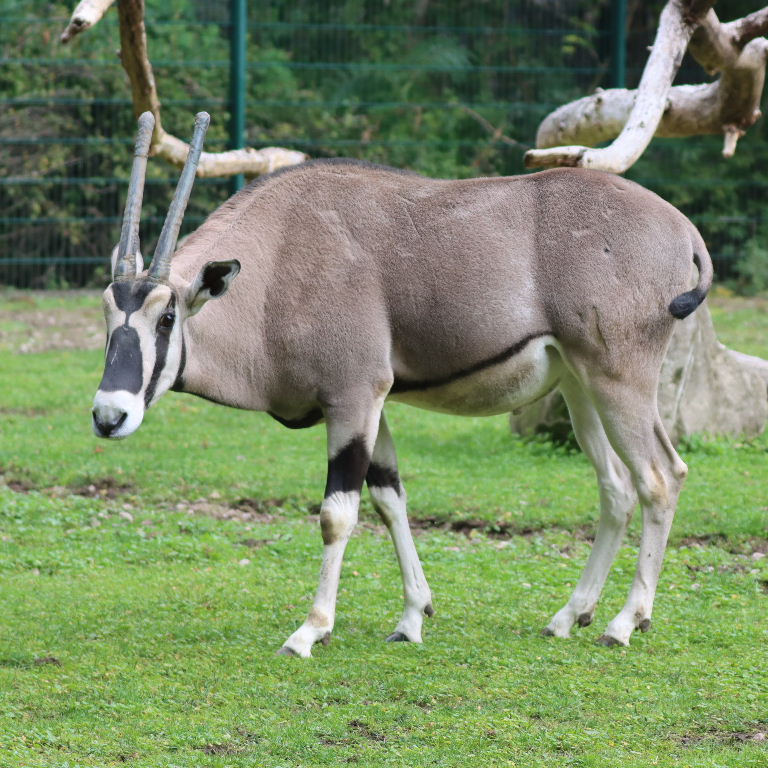 Beisa Oryx