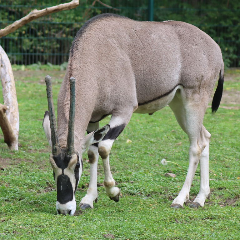 Beisa Oryx