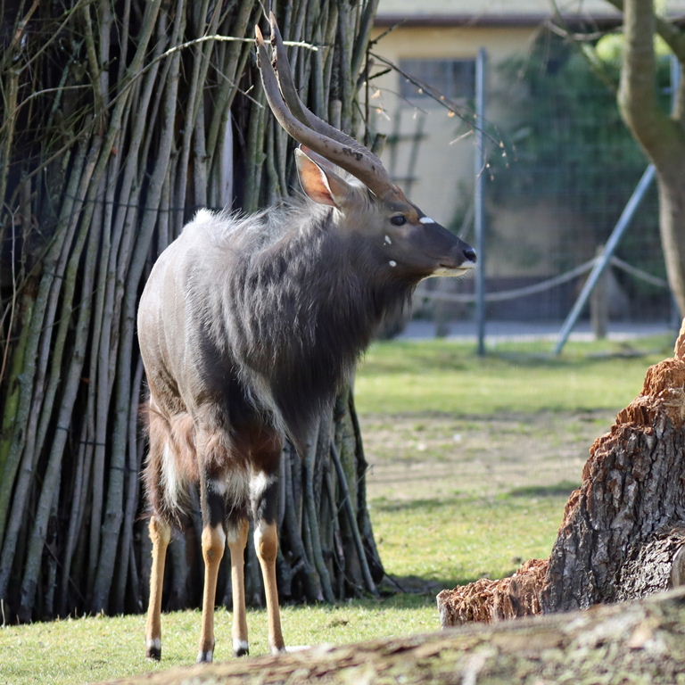 Nyala male