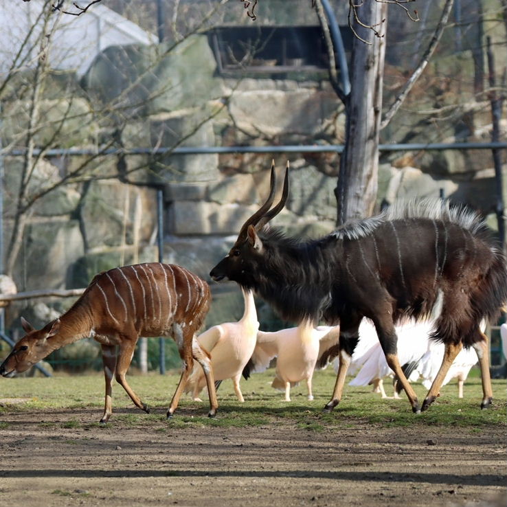Nyala male and female