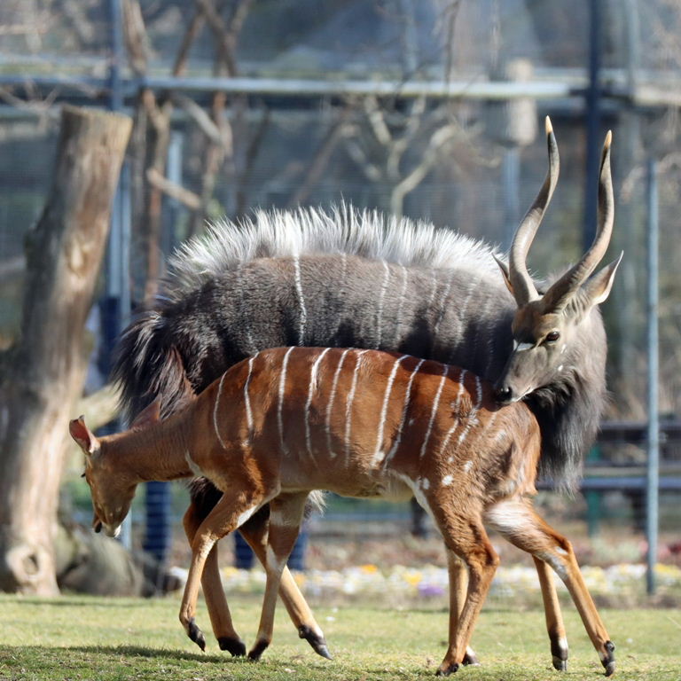 Nyalas