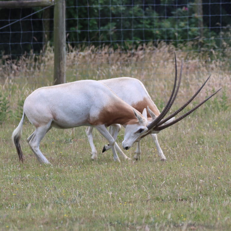 Scimitar Oryx