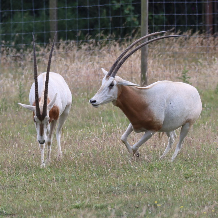 Scimitar Oryx play fighting