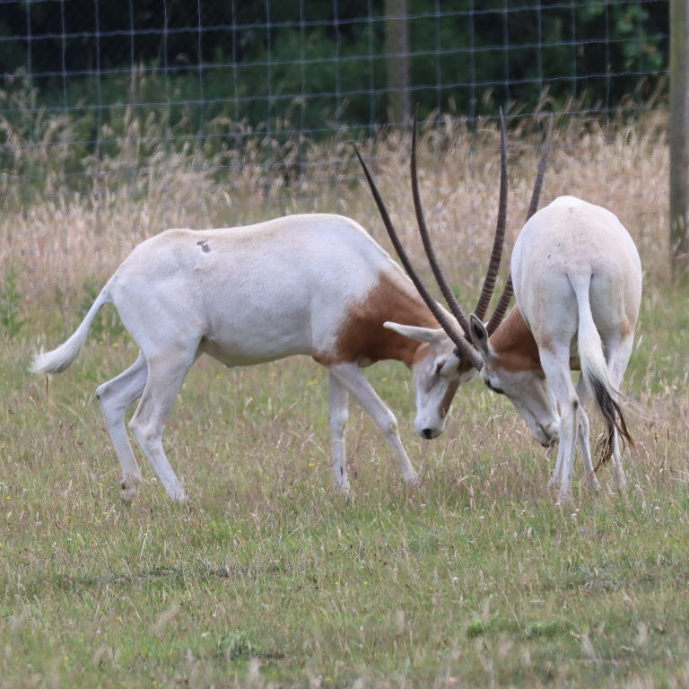 Scimitar-horned Oryx play fighting