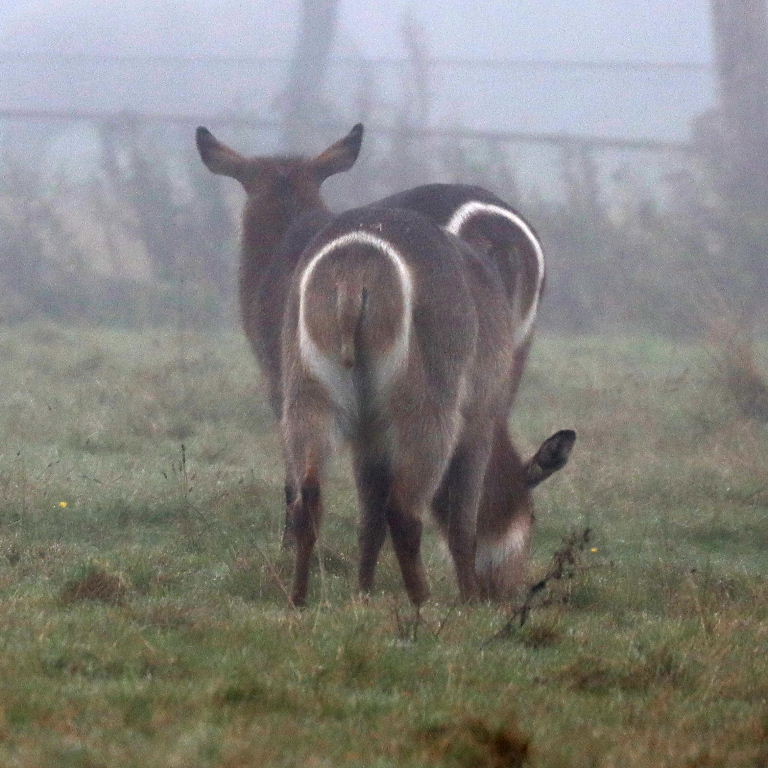 Ellipsen Waterbuck