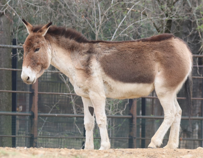 Kiang