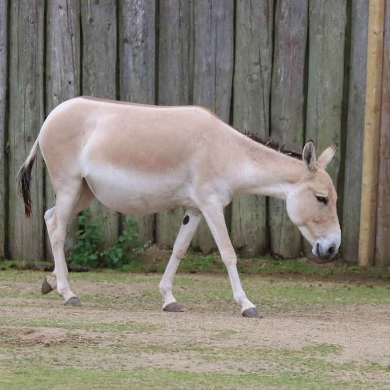 Persian Wild Ass