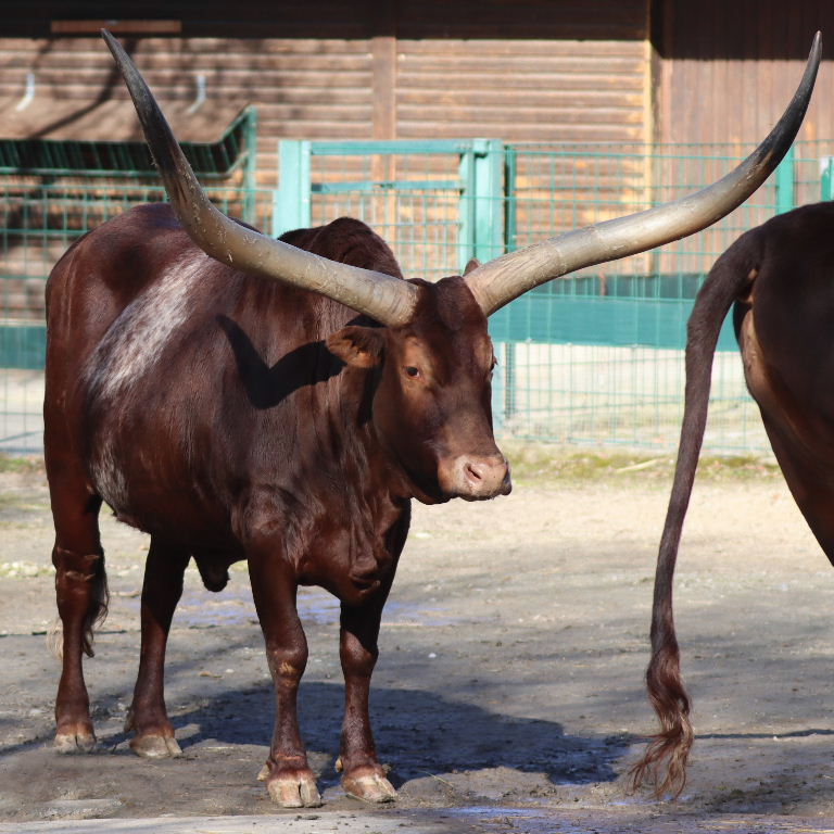 Ankole-Watusi Cattle