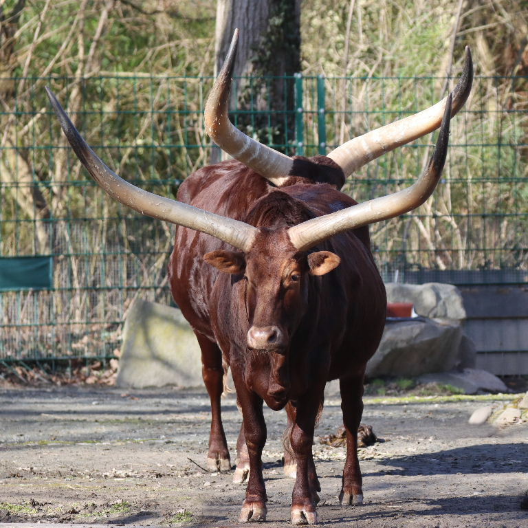 Ankole Cattle