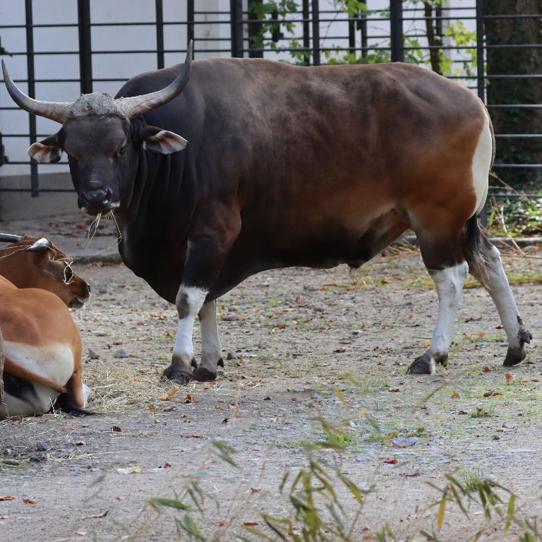 Banteng bull