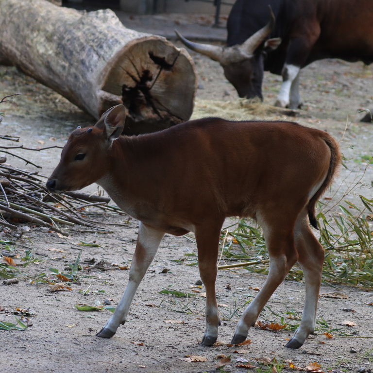 Banteng calf