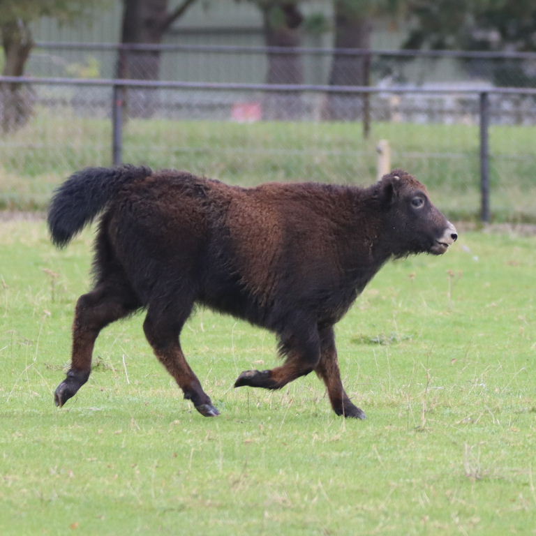 Yak calf