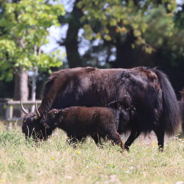 Yak calf with cow