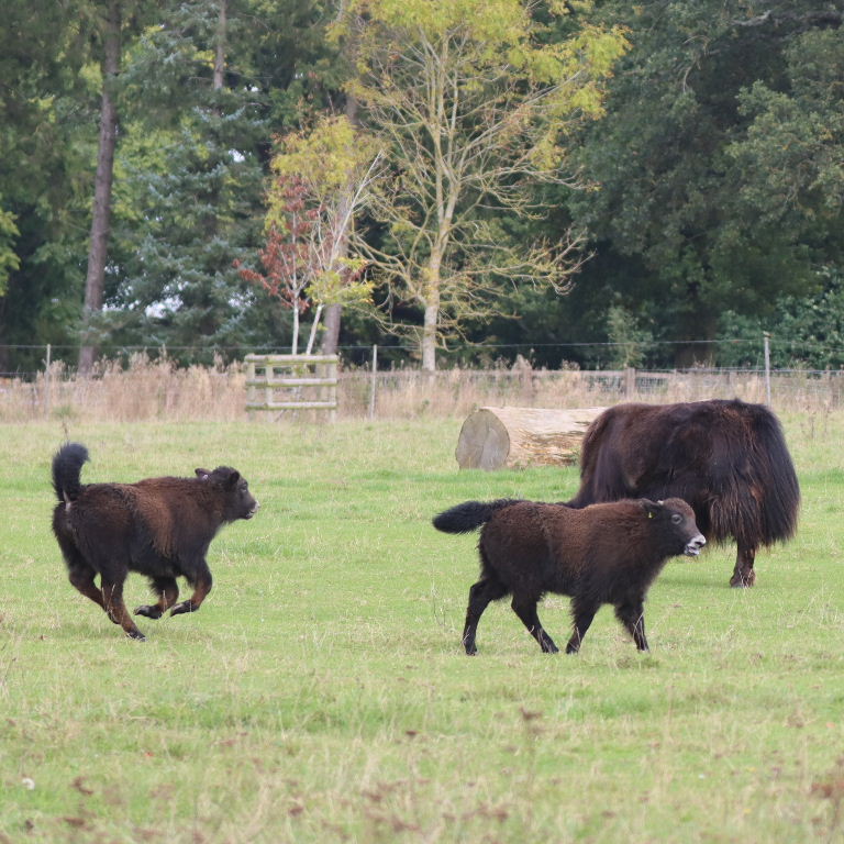Yak calves