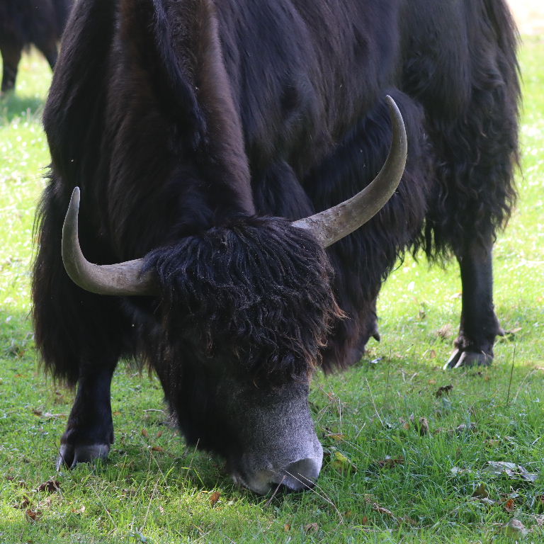 Yak