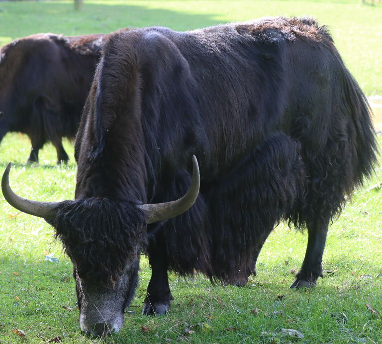 Yak
