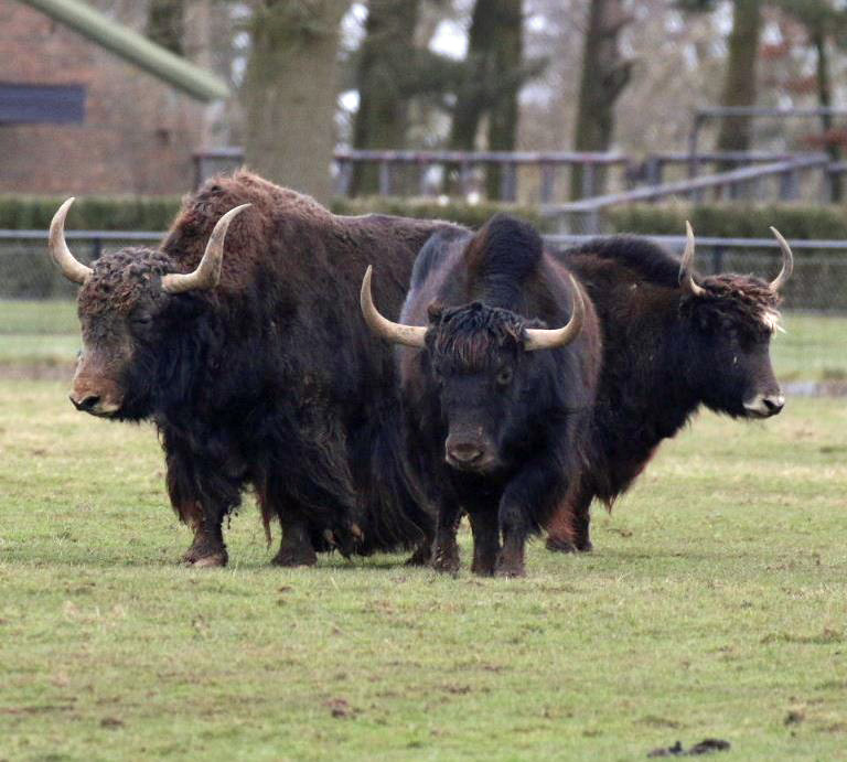 Yak