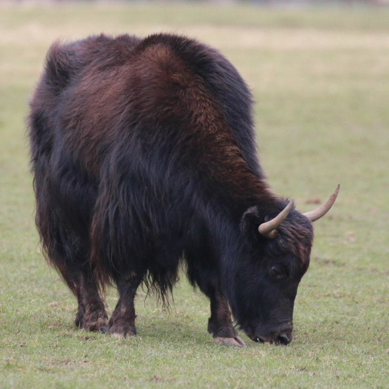 Yak