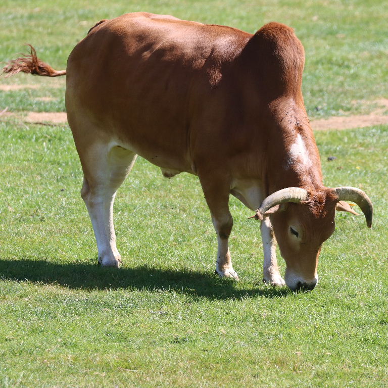 Zebu bull