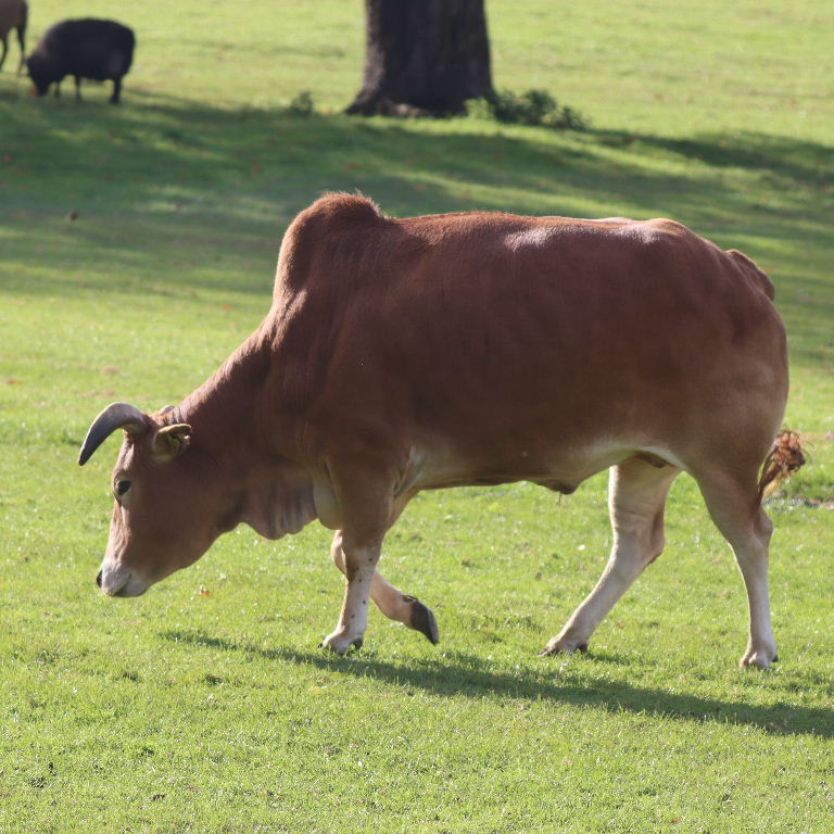 Zebu bull