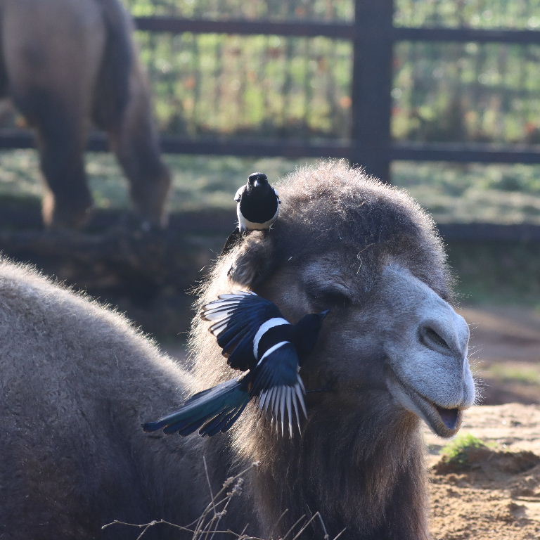 Magpies giving Camel a facial
