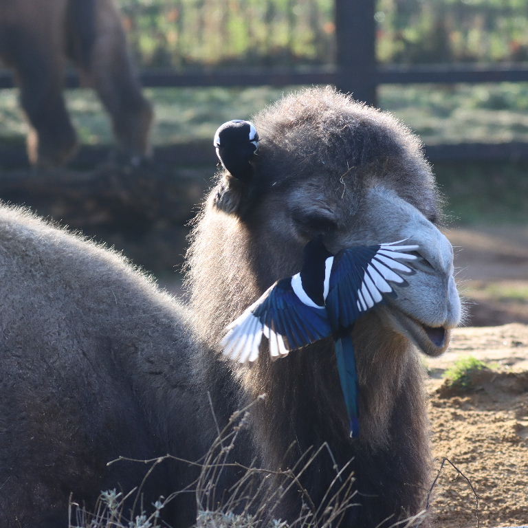 Magpies giving Camel a facial