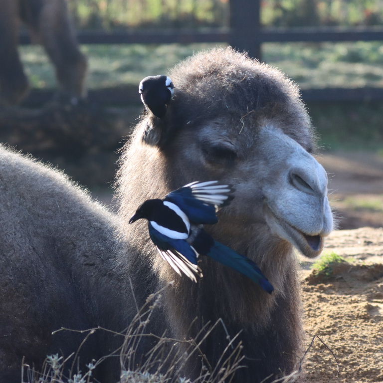 Magpies giving Camel a facial