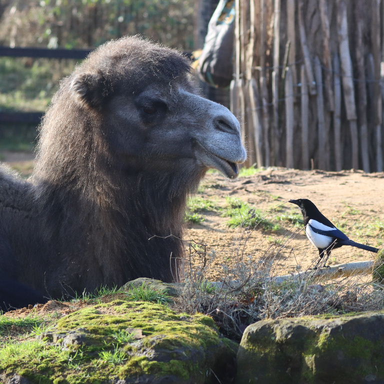 I get the hump too