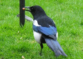 Magpie