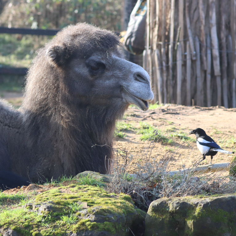 Camel and Magpie