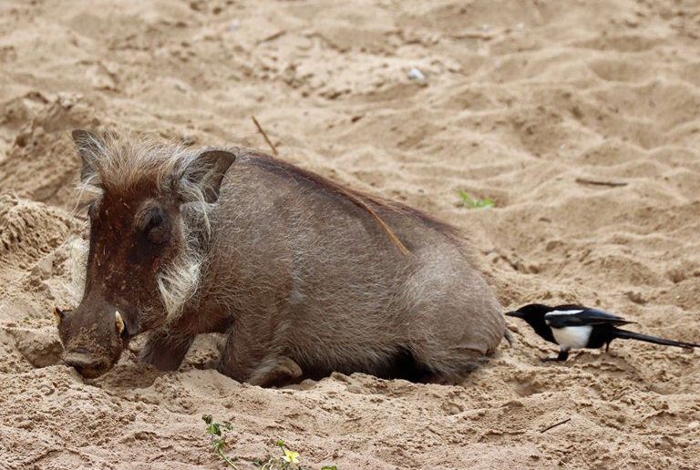 warthog clean up