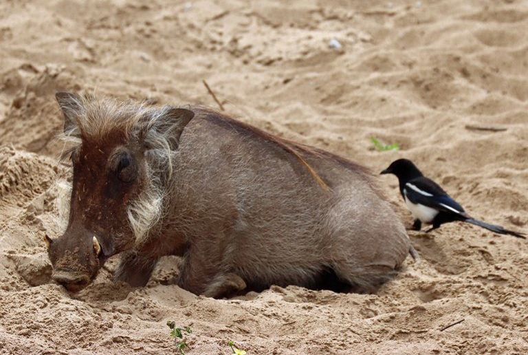 warthog cleaning