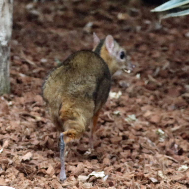 Java Mouse-deer