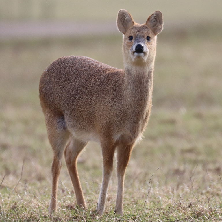 Female Chinese Water Deer