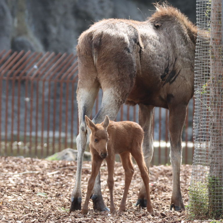 Moose with calf
