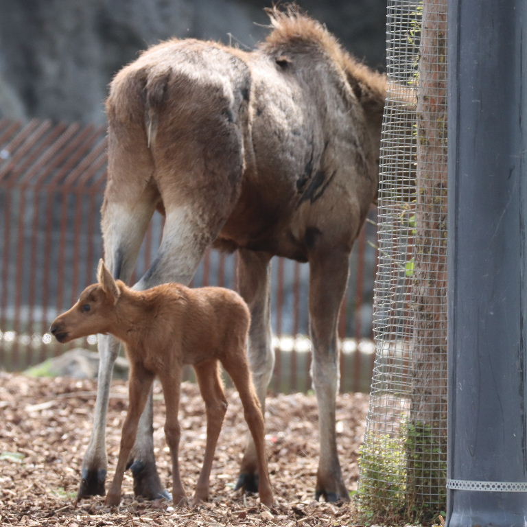 Moose with calf
