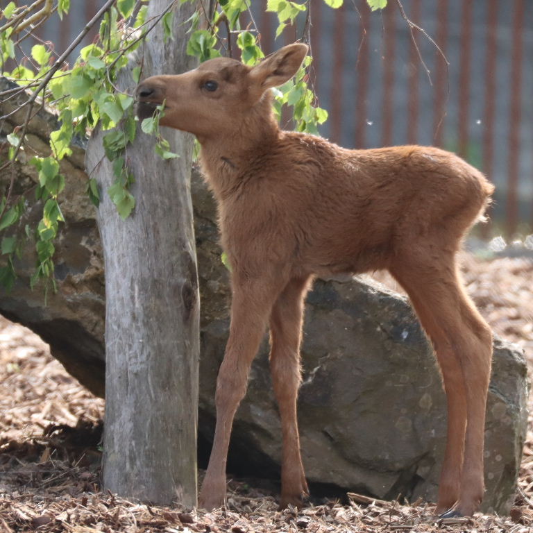 Moose calf
