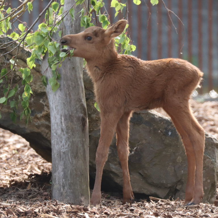 Moose calf